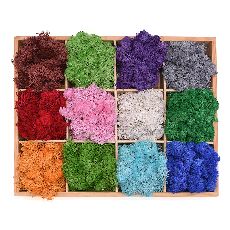 Sphagnum Moss Dry - 20-40g Artificial Natural Plant Eternal Life