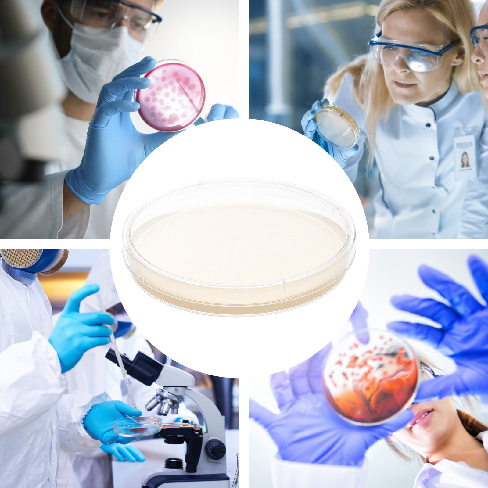 10pcs Nutrient Agar Plates Pre - Agar Tissue Culture recension och pris