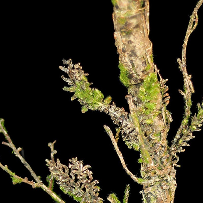 New Withered Vines Artificial  - Sphagnum Moss Dry recension och pris